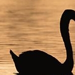 IMG_6150 Cygnes  